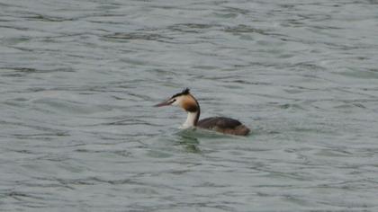 Great Crested Grebe