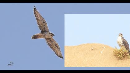 Lanner Falcon
