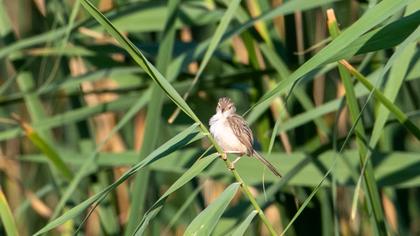 Delicate prinia