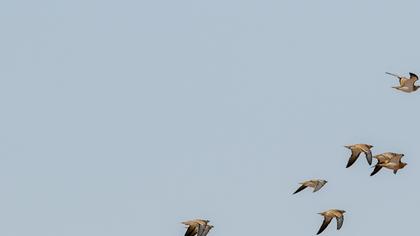 Pin-tailed Sandgrouse