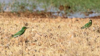 Blue-cheeked Bee-eater
