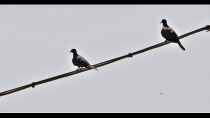 Eurasian Collared Dove