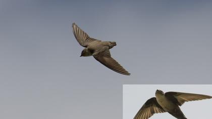 Eurasian Crag Martin