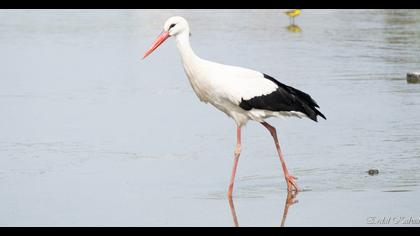 White Stork