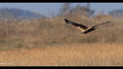 Western Marsh Harrier