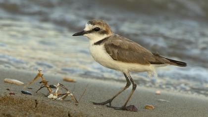 Kentish Plover