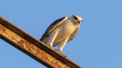 Black-winged Kite
