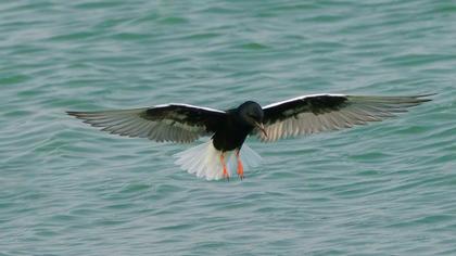 White-winged Tern