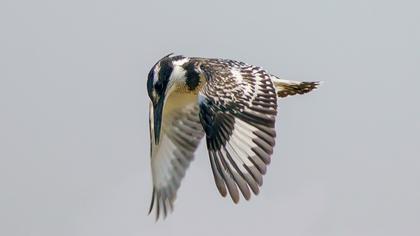 Pied Kingfisher