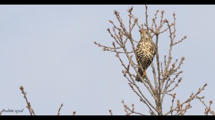 Mistle Thrush