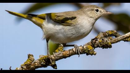 Eastern Bonelli`s Warbler