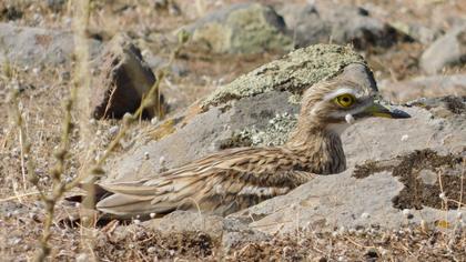 Eurasian Stone-curlew