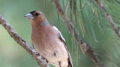 Common Chaffinch