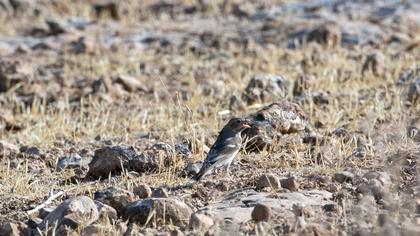 Pale Rockfinch