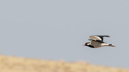 Red-wattled Lapwing
