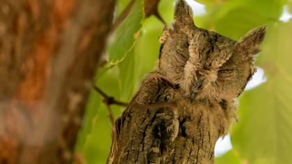Pallid Scops Owl