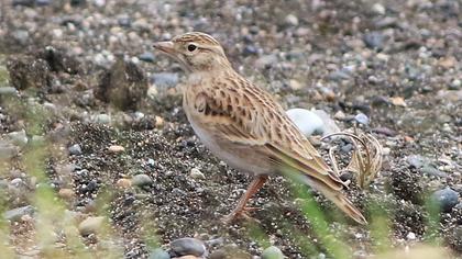 Greater Short-toed Lark
