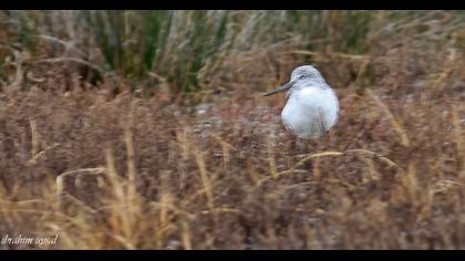 Common Greenshank