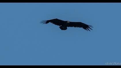 Cinereous Vulture