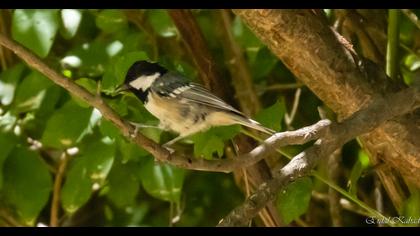 Coal Tit