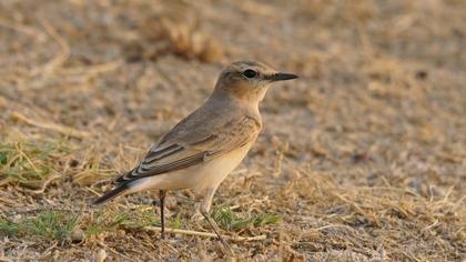 Isabelline Wheatear