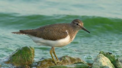 Common Sandpiper