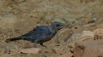 Blue Rock Thrush