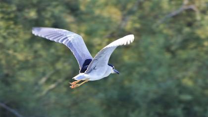 Black-crowned Night Heron