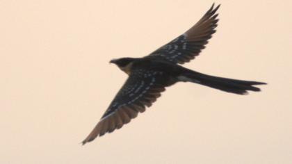Great Spotted Cuckoo