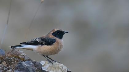Black-eared Wheatear