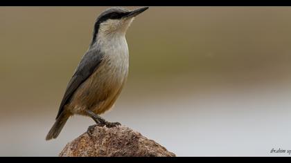 Western Rock Nuthatch