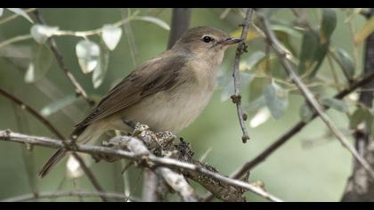 Garden Warbler