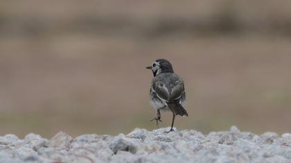 White Wagtail
