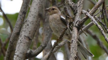 Common Chaffinch