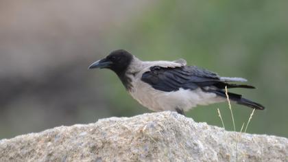 Hooded Crow