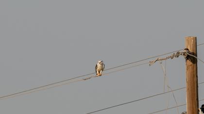 Black-winged Kite
