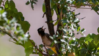 White-spectacled Bulbul