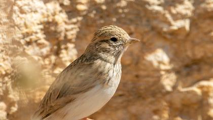 Turkestan Short-toed Lark