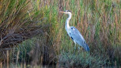 Grey Heron