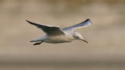 Slender-billed Gull