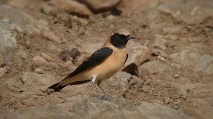 Black-eared Wheatear