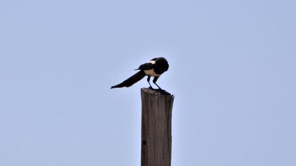 Eurasian Magpie