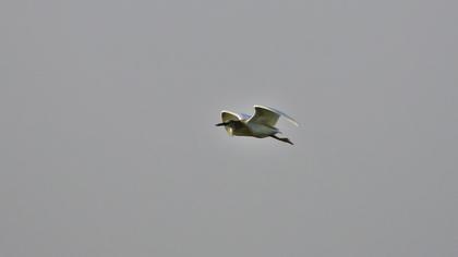 Squacco Heron