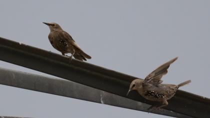 Common Starling