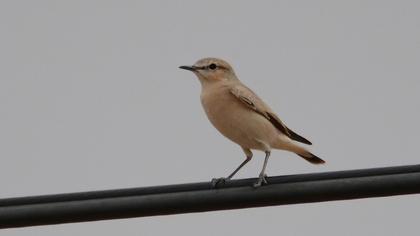 Isabelline Wheatear