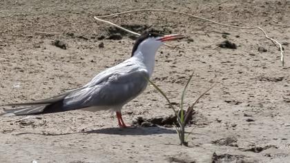 Common Tern