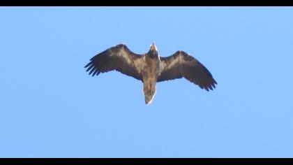 Egyptian Vulture