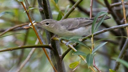 Eastern Olivaceous Warbler