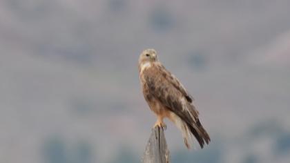 Long-legged Buzzard