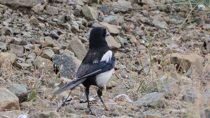 Eurasian Magpie